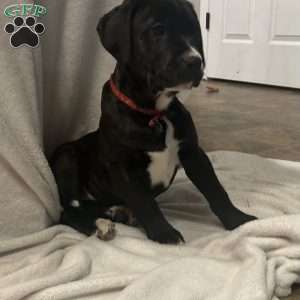 Champ, Golden Retriever Mix Puppy